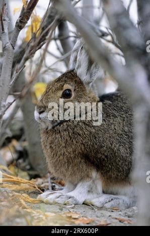 Schneeschuhhase (Lepus americanus) wechselt von Sommer- auf Wintermantel, Schneeschuhhase bläst sein Fell (variierender Hase) (Schneeschuhhase) Stockfoto