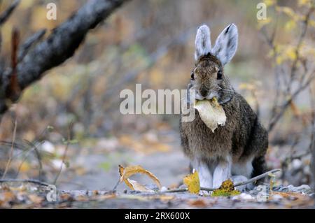 Schneeschuhhase (Lepus americanus) Weidenblätter fressen (Variating Hare) (Schneeschuhhhase) Stockfoto