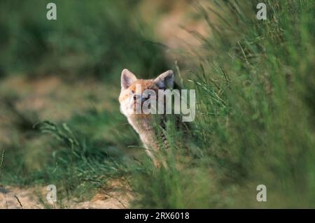 Junge Füchse, die am Himmel an Enten vorbeifliegen (Rotfuchs (Vulpes vulpes) Stockfoto