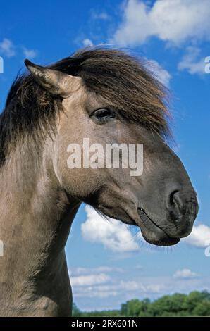 Konik, Hengstporträt gegen den blauen Himmel (Waldtarpanenbrüterrückseite), Heck-Pferd-Porträt eines Hengstes (Tarpanbrüterrückseite) (Equus ferus Stockfoto