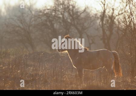 Konik, Hengst im Hinterlicht, beobachtet aufmerksam seine Herde (Waldtarpan-Rueckzuechtung), Heck Pferdehengst im Hinterlicht, beobachtet aufmerksam seine Herde Stockfoto