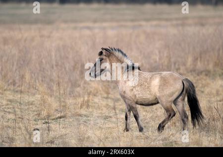 Konik, Einjaehrige Hengst ueberquert eine Wiese (Waldtarpan-Ruechtung), Heck Pferdehengst ein Jahr alt über eine Wiese (Tarpan-Zuchtrückseite) Stockfoto