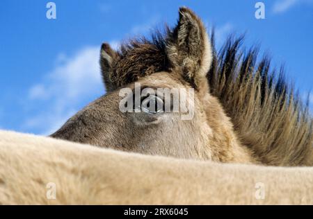 Konik, Hengstporträt gegen den blauen Himmel (Waldtarpanenbrüterrückseite), Heck-Pferd-Porträt eines Hengstes (Tarpanbrüterrückseite) (Equus ferus Stockfoto