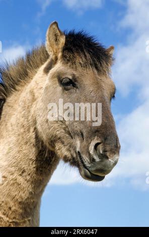 Konik, Hengstporträt gegen den blauen Himmel (Waldtarpanenbrüterrückseite), Heck-Pferd-Porträt eines Hengstes (Tarpanbrüterrückseite) (Equus ferus Stockfoto