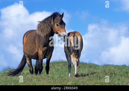 Exmoor Pony, Hengst und Fohlen auf einer Düne (Exmoor Pony), Exmoor Pony Hengst und Fohlen auf einer Düne (Equus ferus caballus) Stockfoto