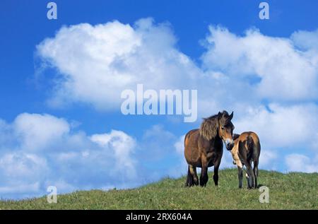 Exmoor Pony, Hengst und Fohlen auf einer Düne (Exmoor Pony), Exmoor Pony Hengst und Fohlen auf einer Düne (Equus ferus caballus) Stockfoto