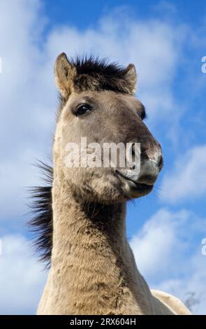 Konik, Hengstporträt gegen den blauen Himmel (Waldtarpanne-brütender Rücken), Heck-Pferd-Porträt eines Hengstes (Tarpan-brütender Rücken) (Equus ferus Cab Stockfoto