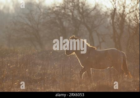 Konik, Hengst im Hinterlicht, beobachtet aufmerksam seine Herde (Waldtarpan-Rueckzuechtung), Heck Pferdehengst im Hinterlicht, beobachtet aufmerksam seine Herde Stockfoto