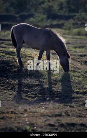 Konik, Hengstweide auf einem vernachlässigten Grünland im Hintergrund (Tarpan-Zuchtrückseite), Heck-Pferdehengst auf einem vernachlässigten Grünland Stockfoto