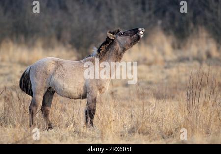 Konik, Einjaehrige Hengst stehen Flehming auf einer Wiese (Waldtarpan-Rueckzuechtung), Heck Pferdehengst ein Jahr alt steht Flehming auf einer Wiese Stockfoto