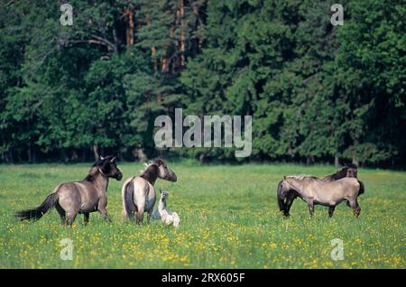 Konik, Hengst attackiert Stute und testet Paarungsbereitschaft (Tarpan-Zuchtrückseite), Heck Horse Hengst attackierende Stute und will sich paaren Stockfoto