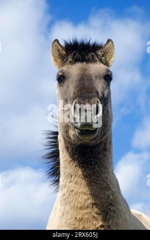 Konik, Hengstporträt gegen den blauen Himmel (Waldtarpanenbrüterrückseite), Heck-Pferd-Porträt eines Hengstes (Tarpanbrüterrückseite) (Equus ferus Stockfoto