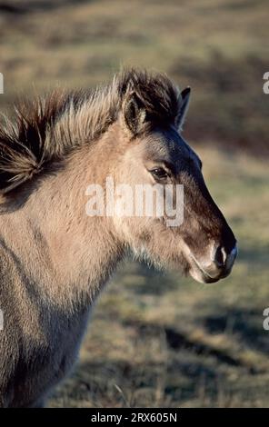 Konik, Fohlen im letzten Abendlicht (Waldtarpan-Brutrückseite), Heck-Pferd-Fohlen im letzten Abendlicht (Tarpan-Brutrückseite) (Equus ferus Stockfoto