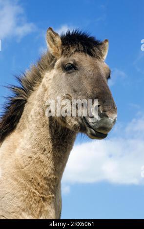 Konik, Hengstporträt gegen den blauen Himmel (Waldtarpanenbrüterrückseite), Heck-Pferd-Porträt eines Hengstes (Tarpanbrüterrückseite) (Equus ferus Stockfoto