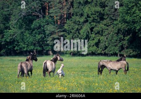 Konik, Hengst, der die Stute angreift und die Paarung testet (Tarpan-Zuchtrückseite), Heck Horse, der die Stute angreift und sich paaren möchte (Tarpan-Zuchtrückseite) Stockfoto