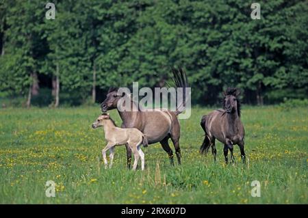 Konik, Hengst angreifende Stute und Paarungswunsch (Tarpan-Zuchtrückseite), Heck Horse Hengst angreifende Stute und Paarungswunsch (Tarpan-Zucht) Stockfoto