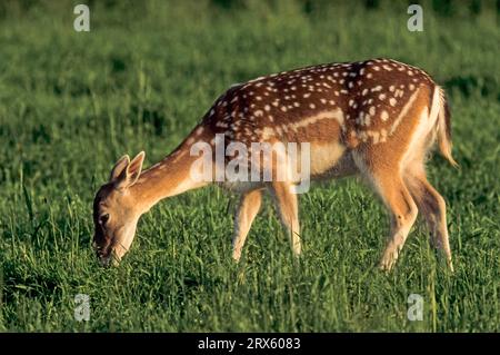 Damhirsche (Cervus dama) (Damhirschfütterung in der Sommerpelage) Stockfoto