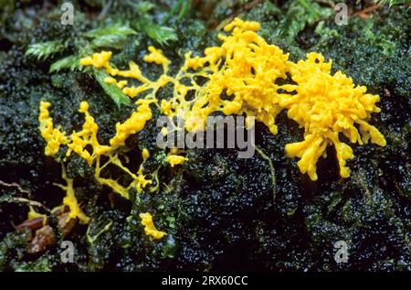 Fuligo septica ist eine Schleimform und wird weltweit vertrieben (Witch Butter), Dog Spomit Slime Mold existiert weltweit (Scrambled Egg) Stockfoto