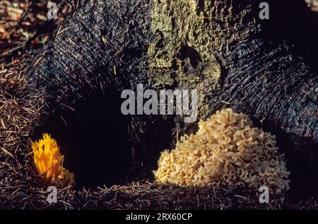 Blumenkohl-Pilz und gelbes Stagshorn auf einem Fichtenstamm (Wood Cauliflower Crispa), Blumenkohl-Pilz und gelbes Stagshorn auf einem Fichtenstamm Stockfoto