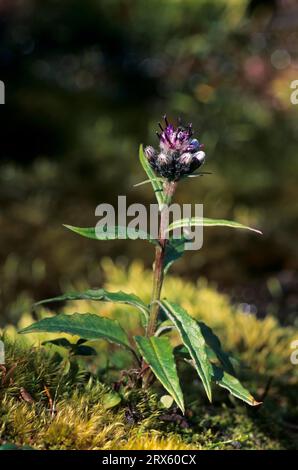 Allgemeines Saw-Wort aus dieser Gattung gibt es weltweit 300 Arten, allgemeines Saw-Wort aus dieser Gattung 300 Arten weltweit, gemeinsames Saw-Wort aus dieser Gattung Stockfoto