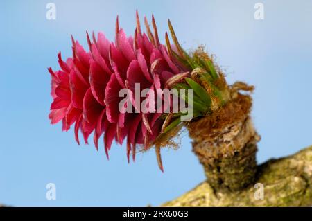 Europäische Lärche (Larix decidua), Kegel, Lärchenkegel Stockfoto