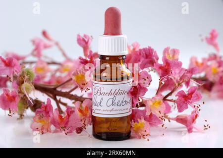 Durchstechflasche mit Bachblüten, Rote Kastanie (Aesculus carnea), Bachblüten, Bachblüten, Bachblüten Stockfoto