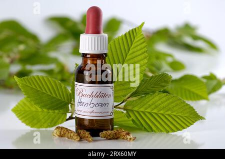 Flasche mit Bachblüten Stock Remedy, 'Hainbuche', (Carpinus betulus) / Stockfoto