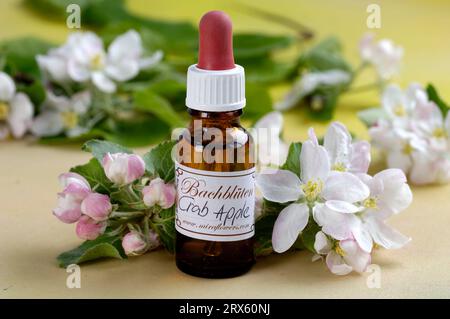 Flasche mit Bachblüten, „Crab Apple“ (Malus pumila), Bachblüten, Bachblüten-Therapie Stockfoto