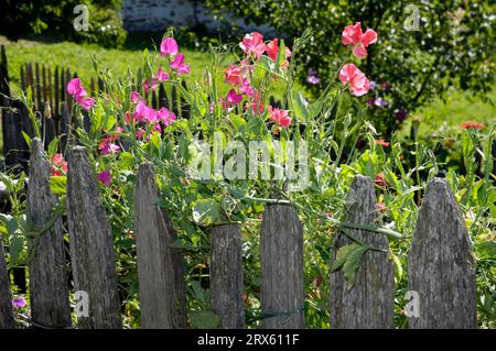 Süße Erbse auf Gartenzaun, Süße Erbse (Lathyrus odoratus), Süße Wiese Stockfoto