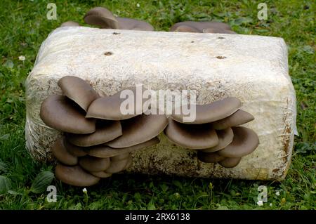 Austernpilze (Pleurotus ostreatus) auf Substratblock, Pilzzucht Stockfoto
