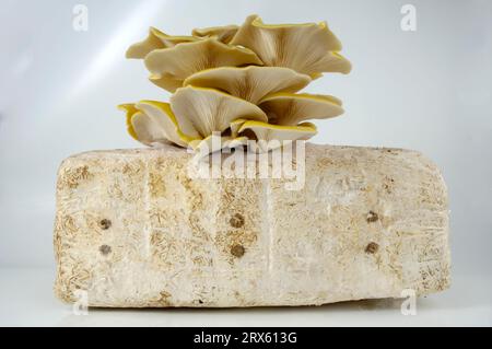 Limettenpilz (Pleurotus cornucopiae), Gelber Austernpilz, Pilzzucht Stockfoto