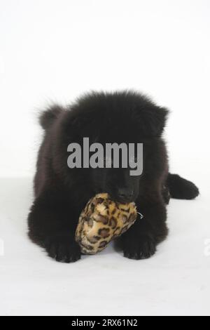 Eurasier, Welpe, 14 Wochen, mit Spielzeug Stockfoto