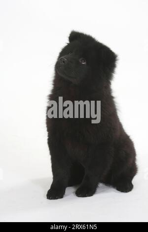 Eurasier, Welpe, 14 Wochen Stockfoto