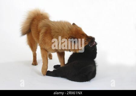 Eurasier mit Welpe, 14 Wochen Stockfoto