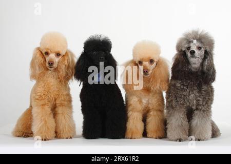 Kleiner Pudel, Aprikose, Schwarz und Silber, Pudel Stockfoto