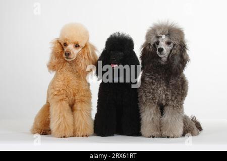 Kleiner Pudel, Aprikose, Schwarz und Silber, Pudel Stockfoto