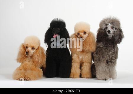 Kleiner Pudel, Aprikose, Schwarz und Silber, Pudel Stockfoto