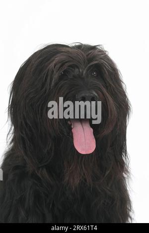 Briard, Berger de Brie Stockfoto