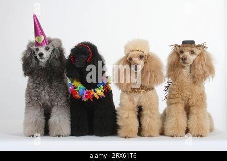 Kleiner Pudel, Aprikose, Schwarz und Silber, mit Karnevalskostüm, Pudel Stockfoto