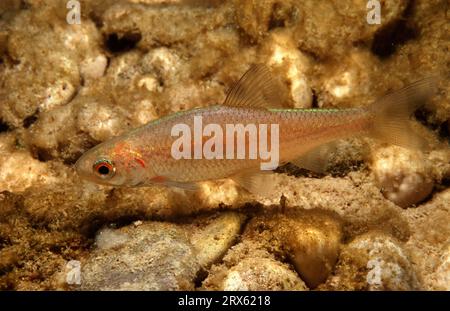 Europäischer Chub (Leuciscus cephalus), juvenile, Bayern, lateral, Deutschland Stockfoto