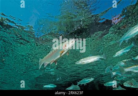 Regenbogenforellen (Oncorhynchus mykiss) Bayern, Forelle, Deutschland Stockfoto