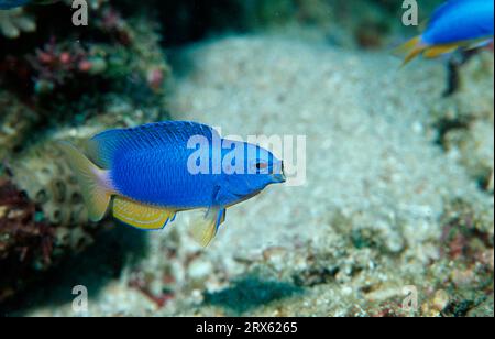 Blaue Damsel, Neon-Damselfish (Pomacentrus coelestis), Neon-Damsel, Indonesien Stockfoto