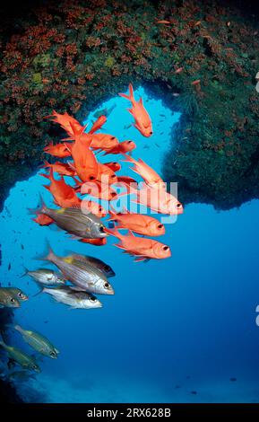 Blotcheye Soldierfish, Ari ATOL, Malediven (Myripristis murdjan), Weißkantige Soldierfische Stockfoto