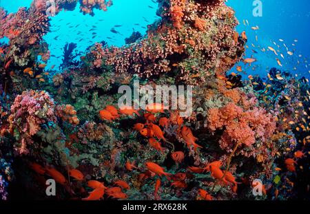 Blotcheye Soldierfish, Ari ATOL, Malediven (Myripristis murdjan), Weißkantige Soldierfische Stockfoto