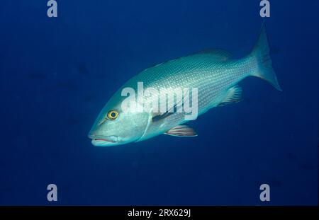 Red Snapper, Ari ATOL, Malediven, Red Reef Snapper, Two-Spot (Lutjanus bohar) Red Snapper, Red Bass, Twinspot Snapper Stockfoto