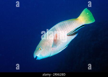 Rostige Papageienfische (Scarus ferrugineus), Weibchen und Putzfische, Rote Papageienfische, Rote Papageienfische, rostige Papageienfische, Bluestreak-Reiniger Stockfoto