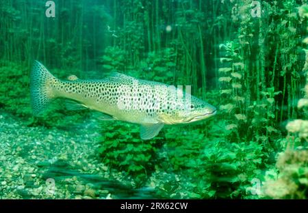 Braunforelle (Salmo trutta fario), Starnberger See, Bayern, Deutschland, Forelle, Brook Stockfoto
