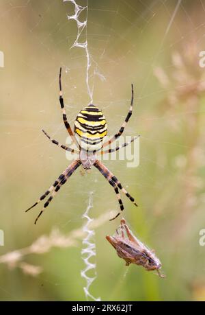 Wespenspinne (Argiope bruennichi) mit Spun-Heuschrecke Stockfoto