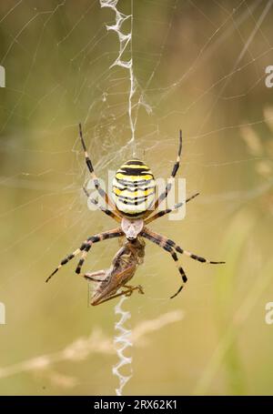 Wespenspinne (Argiope bruennichi) saugt gedrehte Heuschrecken Stockfoto