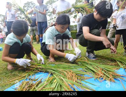 Tokio, Japan. September 2023. Kinder lernen, geernteten Reis im Roppongi Hills Complex in Tokio, Japan, zu bündeln, 23. September 2023. ZU „City Dwellers Experience Rice Harvest at Tokyo's Rooftop Garden“ Credit: Qian Zheng/Xinhua/Alamy Live News Stockfoto